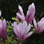 Саженец магнолии гибридной Джордж Генри Керн в контейнере